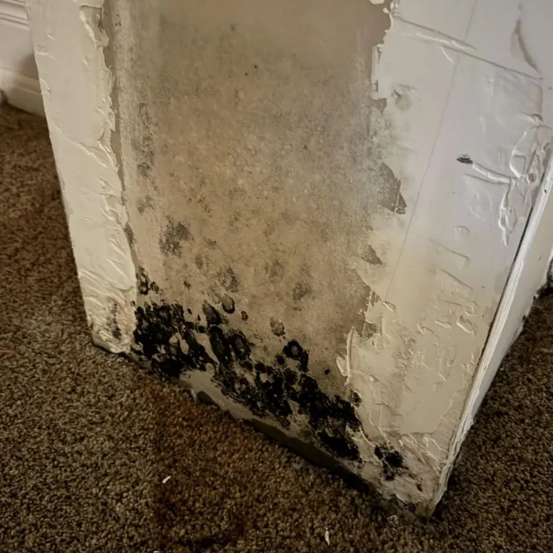 Professional Mold Removal in Erwin, NC